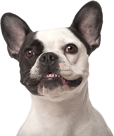 Cute, smiling Frenchie dog